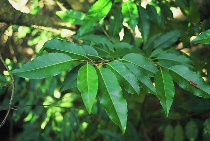 Prunus lusitanica subsp. lusitanica  SUB-ENDEMISMO IBERICO